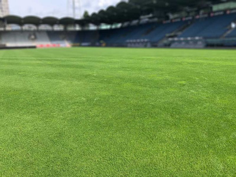 Lawn in football stadium